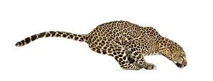 Feliformia Species Image Drucke: Side view of a spotted leopard leaping
