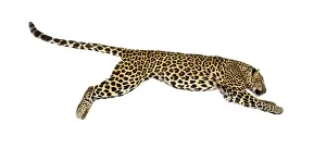 Carnivorous Mammal Drucke: Side view of a spotted leopard leaping