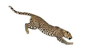 Carnivorous Animal Pictures Drucke: Side view of a spotted leopard leaping