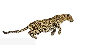 Feliformia Species Photo Drucke: Side view of a spotted leopard leaping