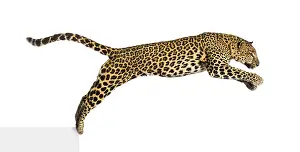 White Studio Background Wildlife Drucke: Side view of a spotted leopard leaping