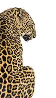 Feliformia Depiction Drucke: Back view of a spotted leopard looking to the side