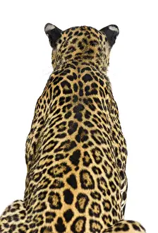 Animal Head Shot Drucke: Back view of a spotted leopard looking ahead