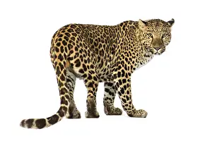 Panthera Pardus Drucke: Back view of a Spotted leopard Panthera pardus looking at camera