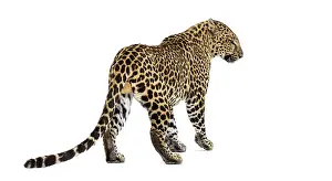 Exotic Animal Photography Drucke: Back and side view of a spotted leopard standing and looking to the side