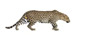 Feliformia Wildlife Photography Drucke: Side view of a Spotted leopard walking away