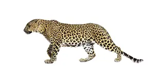 Feliformia Predator Image Drucke: Side view of a Spotted leopard walking away