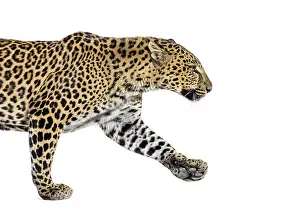 Panthera Pardus Drucke: Side view of a Spotted leopard walking away