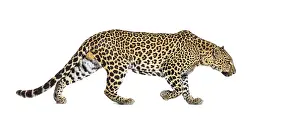African Big Cat Photography Drucke: Side view of a Spotted leopard walking away