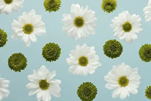Yellow Flower Inflorescence Drucke: Top view spring daisies