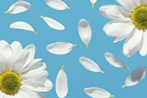 Close Up Daisy Flowers Drucke: Top view spring daisies with petals
