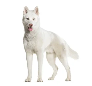 White Background Dog Breed Drucke: Side view of a standing Husky panting