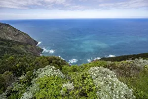 Madeira Island Landscape Drucke: View of steep cliffs overgrown with forest