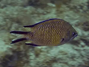 Drucke von Seitenansicht eines schwimmenden Fisches mit einem deutlichen Schuppenmuster, Atlantik-Damselfisch (Chromis limbatus), Tauchplatz: El Cabron Marine Reserve, Arinaga, Gran Canaria, Spanien, Europa Riffbarsch Drucke: Seitenansicht eines schwimmenden Fisches mit einem deutlichen Schuppenmuster.