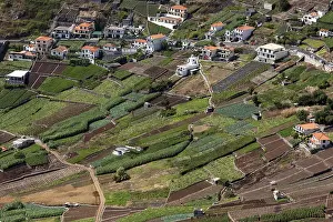 Camara De Lobos Village Drucke: View of terraced fields in Camara de Lobos
