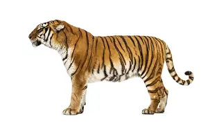 Predator Animal Image Drucke: Side view of a Tiger posing standing up in front of a white background
