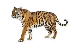 Striped Wild Animal Drucke: Side view of a Tiger walking away