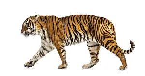 Studio Shot Of A Tiger Drucke: Side view of a Tiger walking away
