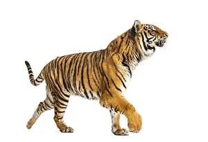 Predator Wildlife Photo Drucke: Side view of a Tiger walking away
