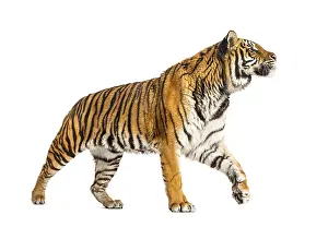 Seitenansicht eines Tigers, der wegläuft.