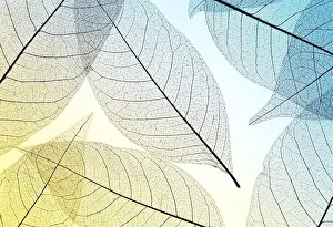 Deserted Plant Scene Drucke: Top view translucent leaves with colored hue