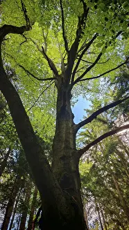 Deciduous Tree Foliage Drucke: View from below of a tree crown of a beech (fagus) in the forest