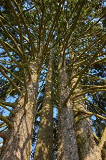 Odenwald Landscape Photography Drucke: View from below of tree trunks with thick branches under a blue sky in the forest