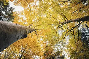 Uninhabited Forest Scenes Germany Drucke: View up into the trees in autumn