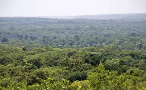 Murchison Falls National Park Drucke: View over trees, dense rainforest