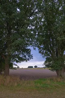Northern Germany Countryside Scene Drucke: View through two trees onto fields and the sky