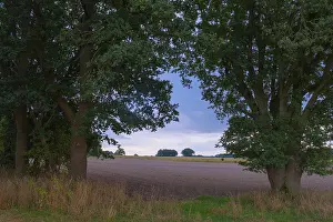 Northern Germany Countryside Scene Drucke: View through two trees onto fields and the sky