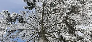 German Nature Reserves Drucke: View of the treetops from below