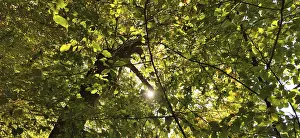 Natural Preserve Scenery Drucke: View of the treetops from below