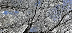 Franconian Forest Nature Park Drucke: View of the treetops from below