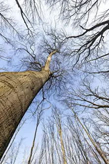Bilder Datiert 27. Februar 2024: Blick in die Baumwipfel.