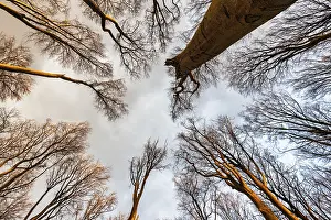 Verwandte Bilder Drucke: Blick durch die Baumwipfel in den Himmel.