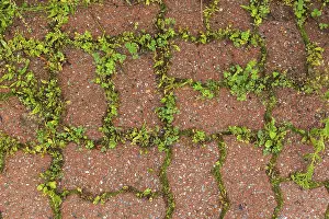 Canadian Nature Photography Drucke: Top view of undesirable