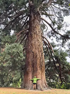 Nature Connection Drucke: Back view of unrecognizable person hugging a massive tree trunk
