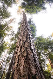 Deserted Black Forest Drucke: View upwards along a high tree trunk into the sky