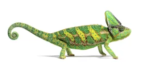 Wild Animal Profile Drucke: Side view of a veiled chameleon