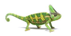 Isolated Wildlife Photo Drucke: Side view of a veiled chameleon