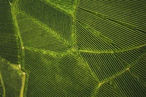 Hoarfrost On Grapevine Drucke: Top view of a vineyard in Summer