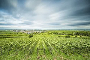 Wine Growing Region Europe Drucke: View over vineyards to Deidesheim