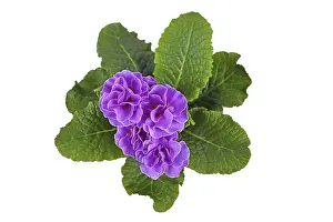 Studio Shot Flowers Drucke: Top view of violet double primrose on white background