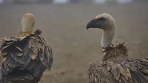 Drucke von Seitenansicht von zwei Geiern, die sich auf einem Ast befinden, mit dem Schwerpunkt auf dem Kopf des Vogels im Vordergrund, ein Mönchsgeier (Gyps fulvus), Geier, Beobachtungsplatz für Geier Gänsegeier Drucke: Seitenansicht von zwei Geiern, die auf einem Ast sitzen.