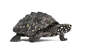 Wildlife Photography Animal Drucke: Side view of a Walking Black pond turtle