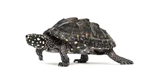 White Studio Background For Copy Space Drucke: Side view of a Walking Black pond turtle