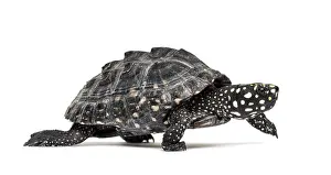 Studio Shot Of A Tortoise Drucke: Side view of a Walking Black pond turtle