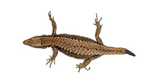 Wildlife Studio Photography Drucke: Top view of a Wall lizard with its tail cut