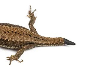 Agricultural Wildlife Photography Drucke: Top view of a Wall lizard with its tail cut